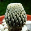 Pelecyphora _aselliformis -02